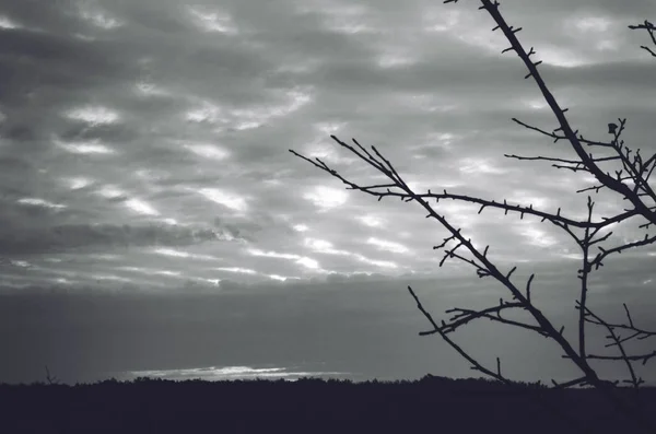 Promenades Forêt Paysages — Photo