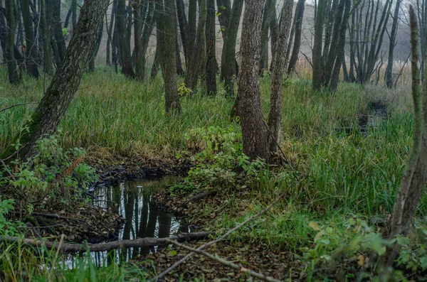 Paseos Por Bosque Paisajes —  Fotos de Stock