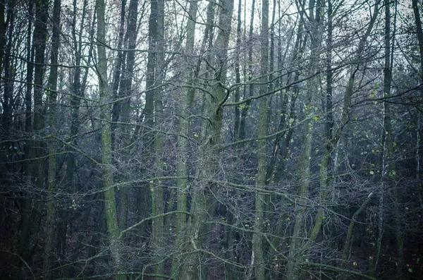 Lesie Krajobrazy — Zdjęcie stockowe