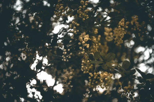 Woodland Walks Landscapes — Stock Photo, Image