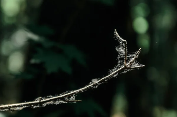 森カブトムシ鹿の中を歩く — ストック写真