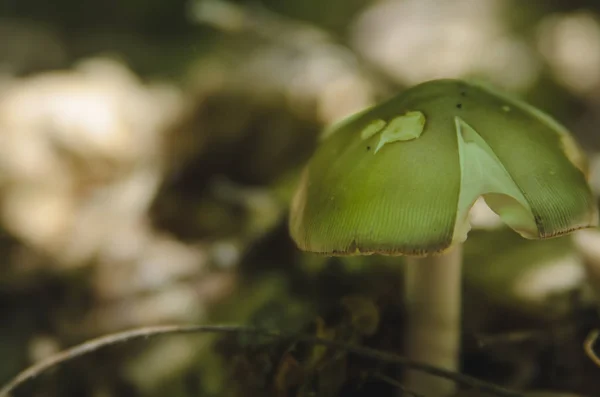 Gombák Nőnek Erdőben — Stock Fotó