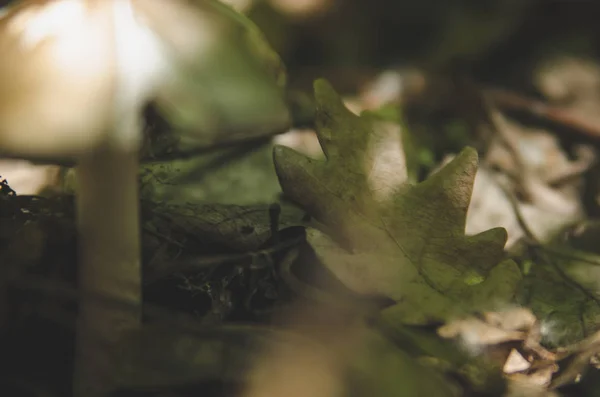 Champignons Poussent Dans Forêt — Photo