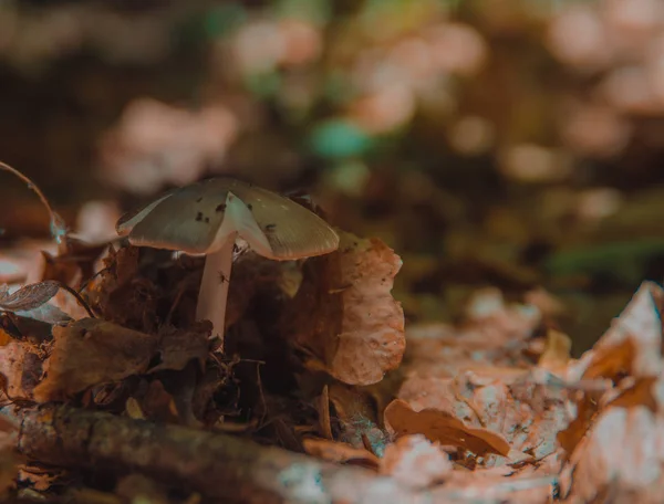 Champignons Poussent Dans Forêt — Photo