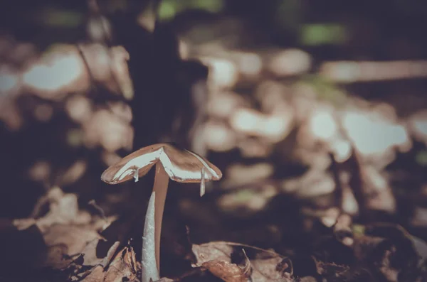 Gombák Nőnek Erdőben — Stock Fotó