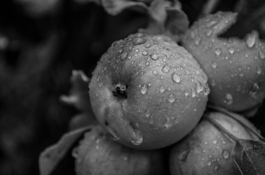 sokaklarda ahududu üzüm