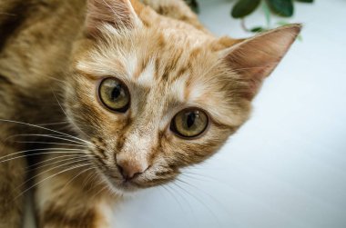 park ve kentin yürümek