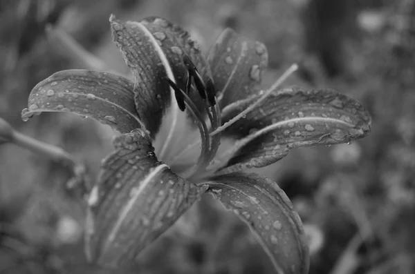 Blumen Auf Der Straße — Stockfoto