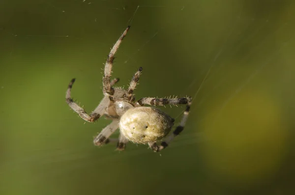 Pavouk Webu Přírodě Létě — Stock fotografie