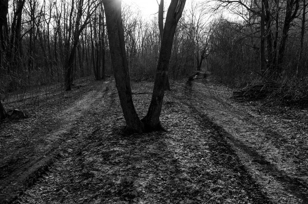 Spaziergang Wald — Stockfoto