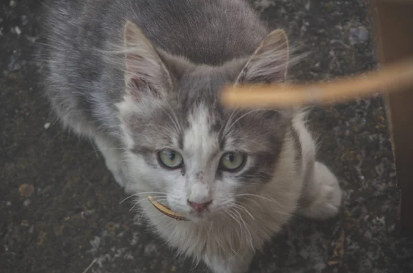 Sporco Gatto Senzatetto Strada — Foto Stock