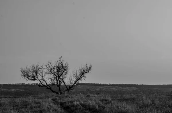 Spaziergang Wald — Stockfoto