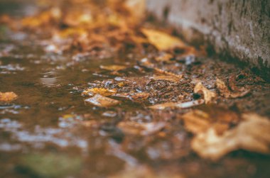 park ve kentin yürümek