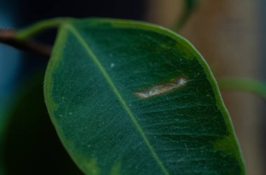 ev büyüme makro fotoğraf