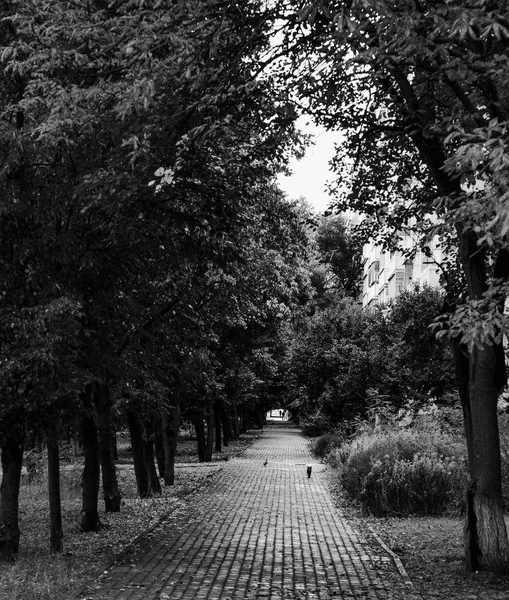 Spaziergang Park Und Der Stadt — Stockfoto