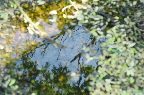 Passeggiata Nel Bosco — Foto Stock