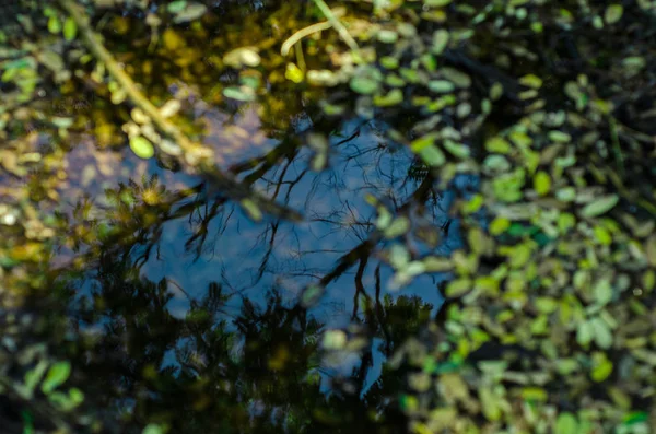 Maak Een Wandeling Door Het Bos — Stockfoto