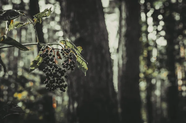 Promenade Dans Les Bois — Photo