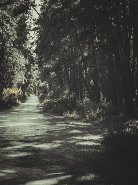 Promenad Genom Skogen — Stockfoto