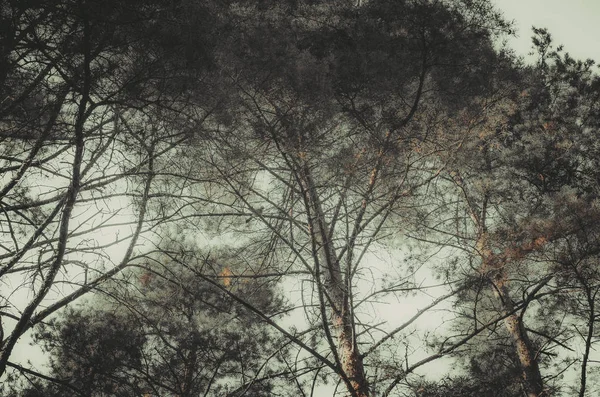 Passeggiata Nel Bosco — Foto Stock