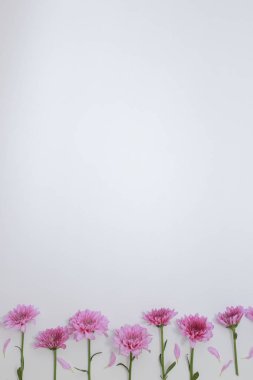 Çiçek desen üstten görünüm renk kağıt üzerinde arka planı için