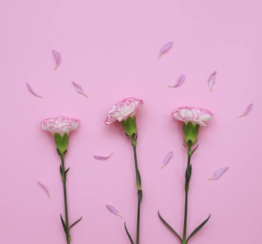 Çiçek desen üstten görünüm renk kağıt üzerinde arka planı için