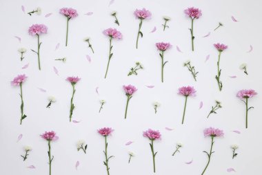 Çiçek desen üstten görünüm renk kağıt üzerinde arka planı için