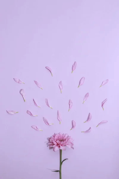 Modèle Fleur Vue Supérieure Sur Papier Couleur Pour Arrière Plan — Photo