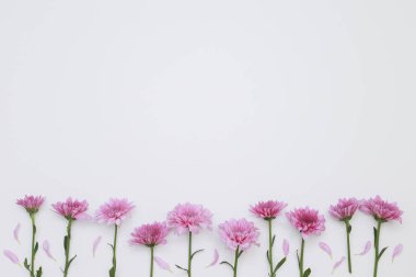 Çiçek desen üstten görünüm renk kağıt üzerinde arka planı için