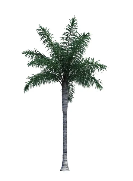 Natur Objekt Palme Isoliert Auf Weißem Hintergrund — Stockfoto