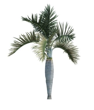 Beyaz arkaplanda izole edilmiş doğa nesnesi palmiye ağacı