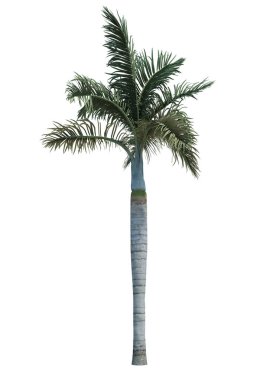 Beyaz arkaplanda izole edilmiş doğa nesnesi palmiye ağacı