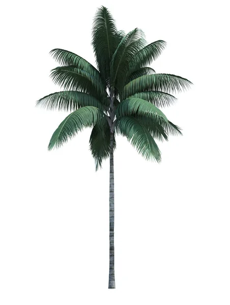 Přírodní Objekt Kokosový Strom Izolované Bílém Pozadí — Stock fotografie
