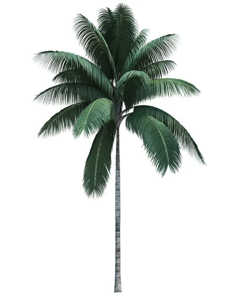 Natur Objekt Kokos Träd Isolerad Vit Bakgrund — Stockfoto