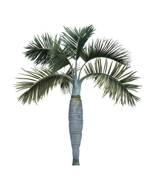 Natuur Object Palmboom Geïsoleerd Witte Achtergrond — Stockfoto