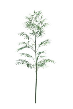 Arka planda izole edilmiş doğa nesnesi bambu ağacı