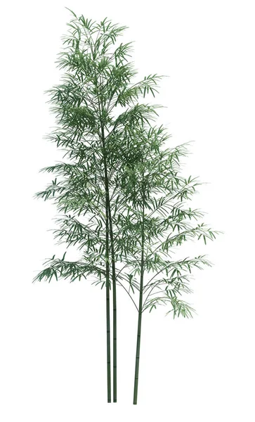 Бамбуковое Дерево Заднем Плане — стоковое фото