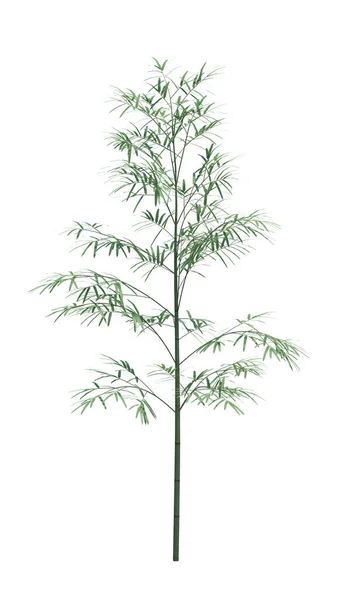 Nature Object Bamboo Tree Isolated White Background — Stock Photo, Image