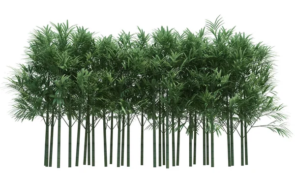Бамбуковое Дерево Заднем Плане — стоковое фото