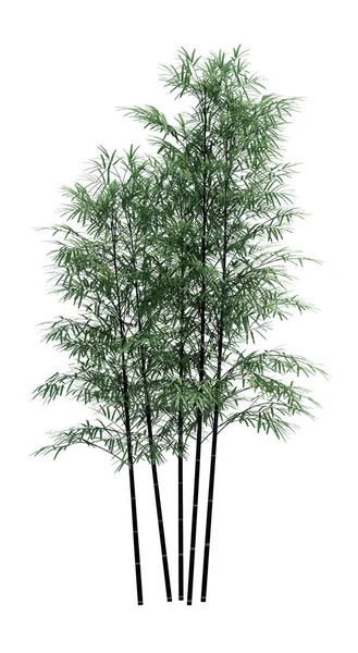 Natureza Objeto Bambu Árvore Isolado Branco Fundo — Fotografia de Stock