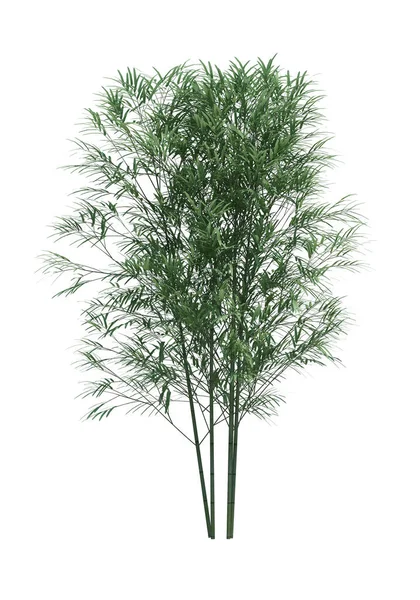 Natureza Objeto Bambu Árvore Isolado Branco Fundo — Fotografia de Stock