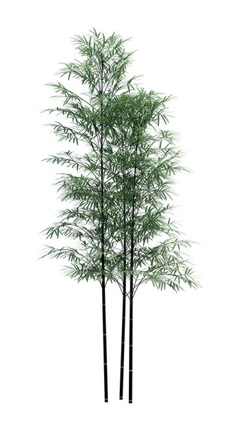 Φυσικό Αντικείμενο Μπαμπού Δέντρο Απομονωμένο Λευκό Φόντο — Φωτογραφία Αρχείου