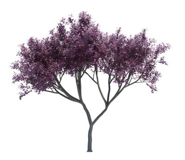 Arka planda izole edilmiş doğa nesnesi ağacı