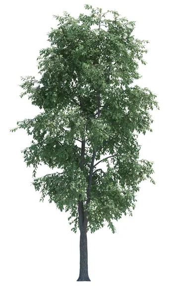 Дерево Єктів Природи Ізольовано Білим Фоні — стокове фото