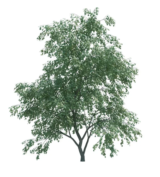 Φύση Δέντρο Αντικείμενο Απομονωμένο Λευκό Στο Παρασκήνιο — Φωτογραφία Αρχείου