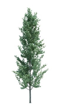 Arka planda izole edilmiş doğa nesnesi ağacı