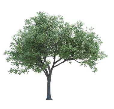 Arka planda izole edilmiş doğa nesnesi ağacı