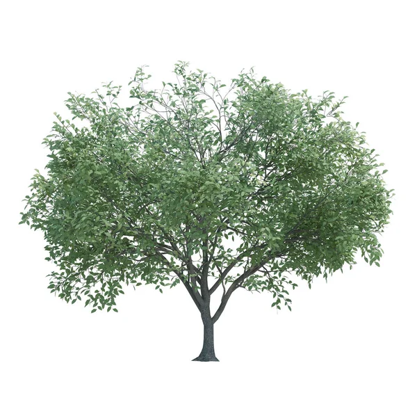 Natureza Objeto Árvore Isolado Branco Fundo — Fotografia de Stock
