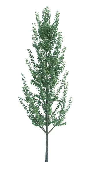 Φύση Δέντρο Αντικείμενο Απομονωμένο Λευκό Στο Παρασκήνιο — Φωτογραφία Αρχείου
