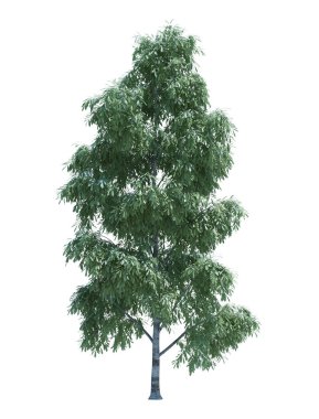 Arka planda izole edilmiş doğa nesnesi ağacı